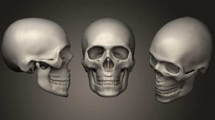 Anatomy of skeletons and skulls (ANTM_0896) 3D model for CNC machine